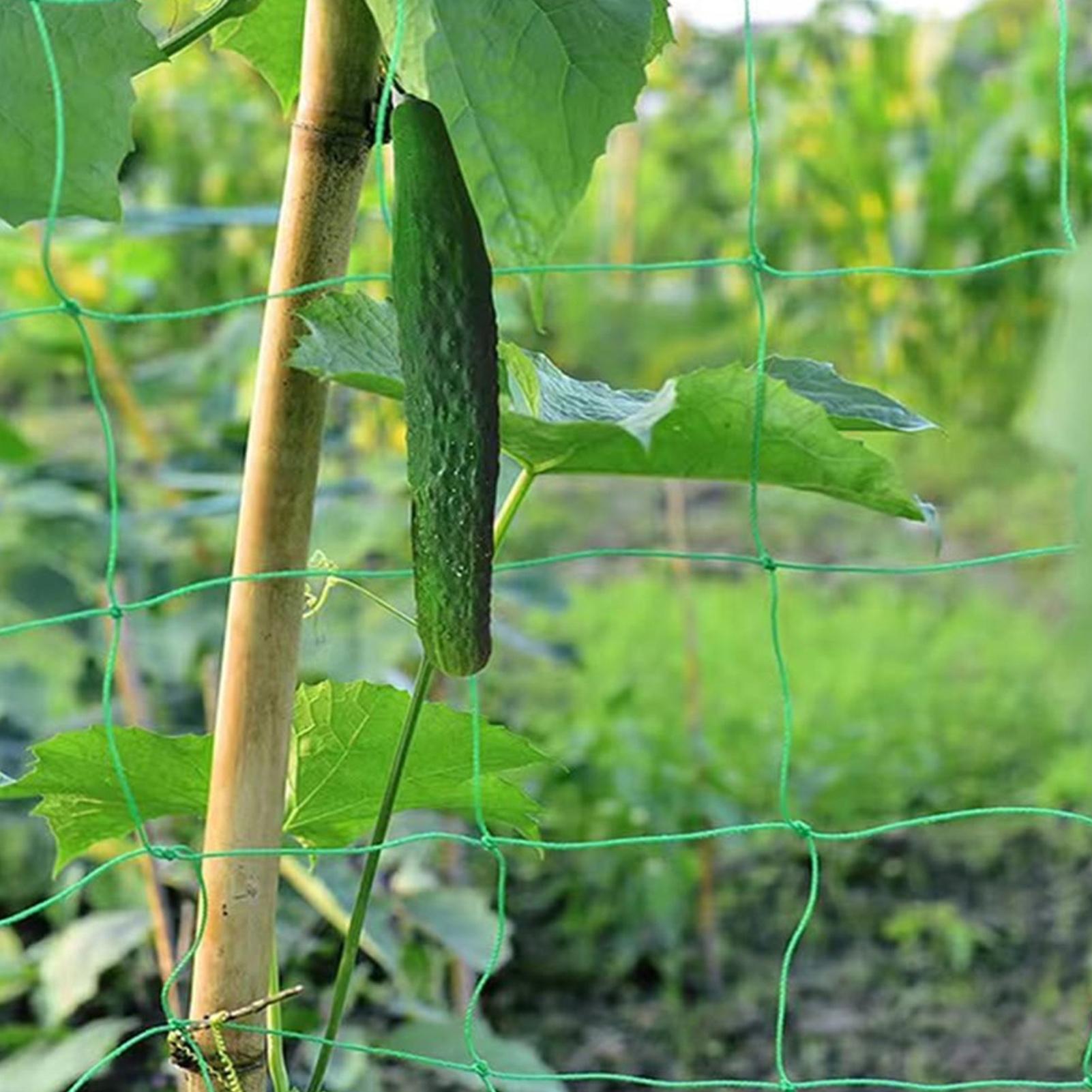 ตาข่ายปลูกต้นไม้ ตาข่ายพยุงต้น - Plant Support Trellis Netting Climbing บทวิจารณ์และราคา