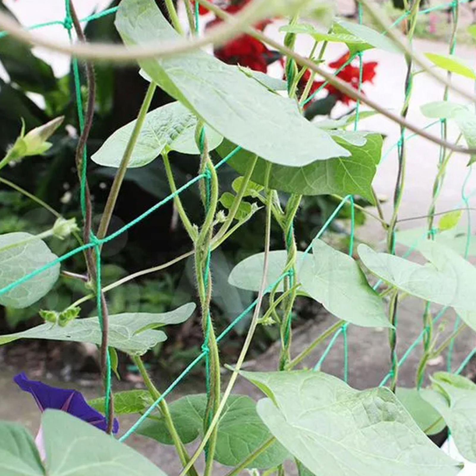 ตาข่ายตาข่ายรองรับต้นไม้ 9 เส้ - Plant Support Trellis Netting Climbing บทวิจารณ์และราคา