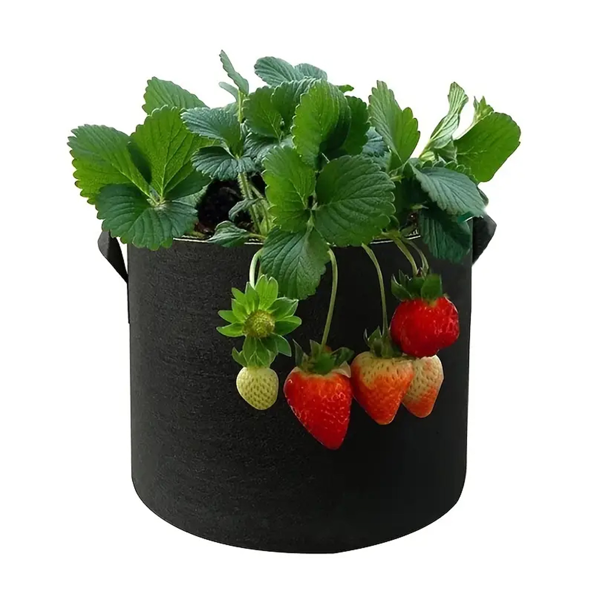 5PCS Felt Grow ถุง 5/10/15 แกล - Plant Nursery Grow Bags Fabric 5 Gallon บทวิจารณ์และราคา